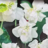 Viola Parma Double White P68viopwh - Garden Express Australia