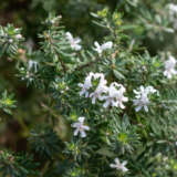 Westringia Zena Flowers - Garden Express Australia