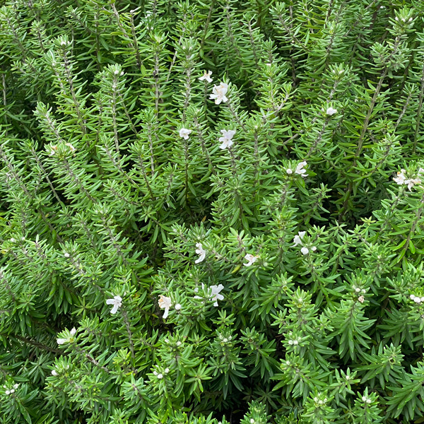 Starter Pack – Westringia Zena