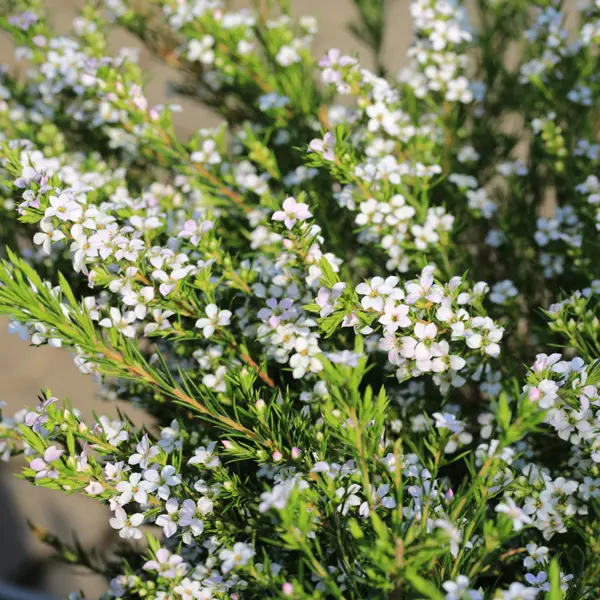 White Diosma
