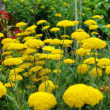 Achillea Collection Achillea Collection