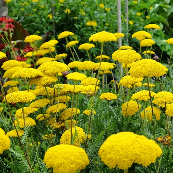 Achillea Collection