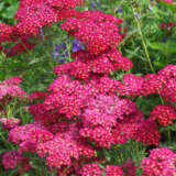 Achillea Collection Achillea Collection