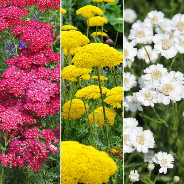 Achillea Collection Achillea Collection