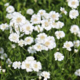 Achillea Collection Achillea Collection