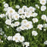Achillea Collection Achillea Collection