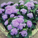 Ageratum Kona Blue P14agekbl - Garden Express Australia