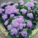 Ageratum Kona Blue P14agekbl - Garden Express Australia