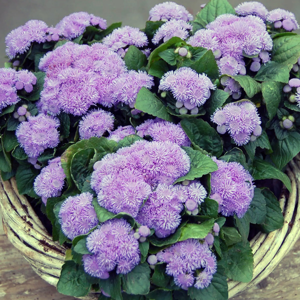 Ageratum Kona Blue Ageratum Kona Blue