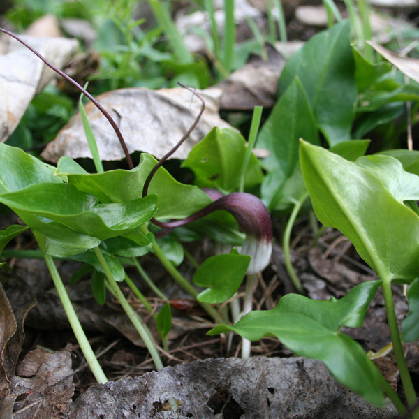 Arisarum Proboscideum – Mouse Plant