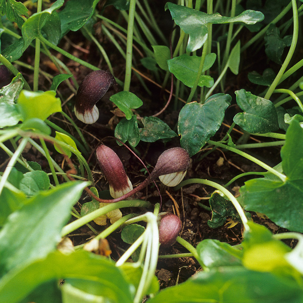 Arisarum Proboscideum – Mouse Plant