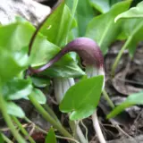 Arisarum Proboscideum Pkaripro - Garden Express Australia