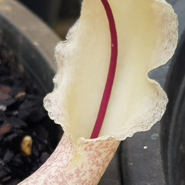 Arisarum Proboscideum – Mouse Plant
