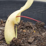 Arisarum Proboscideum – Mouse Plant