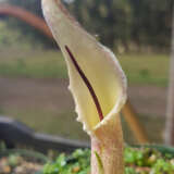 Biarum Marmarisense Pkbiamar - Garden Express Australia