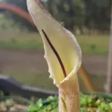 Biarum Marmarisense Pkbiamar - Garden Express Australia