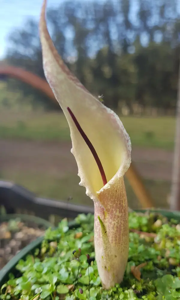Arisarum Proboscideum – Mouse Plant Arisarum Proboscideum – Mouse Plant