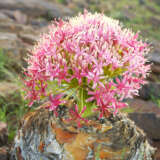 Boophone Disticha 2pk Boophone Disticha 2pk