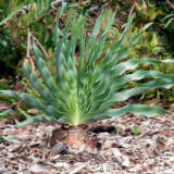 Boophone Disticha 2 Pkboodis2 2026 - Garden Express Australia