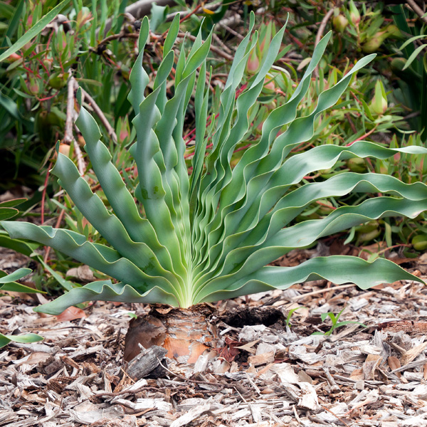 Boophone Disticha 2pk Boophone Disticha 2pk