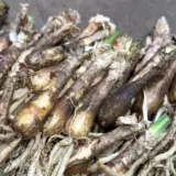 Boophone Disticha 2pk Boophone Disticha 2pk