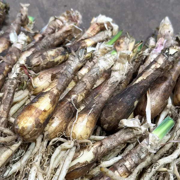 Boophone Disticha 2pk