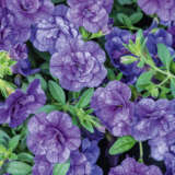 Calibrachoa Can Can Rosies Yellow Calibrachoa Can Can Rosies Yellow