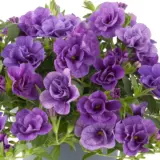 Calibrachoa Can Can Rosies Blue P68calcrb - Garden Express Australia
