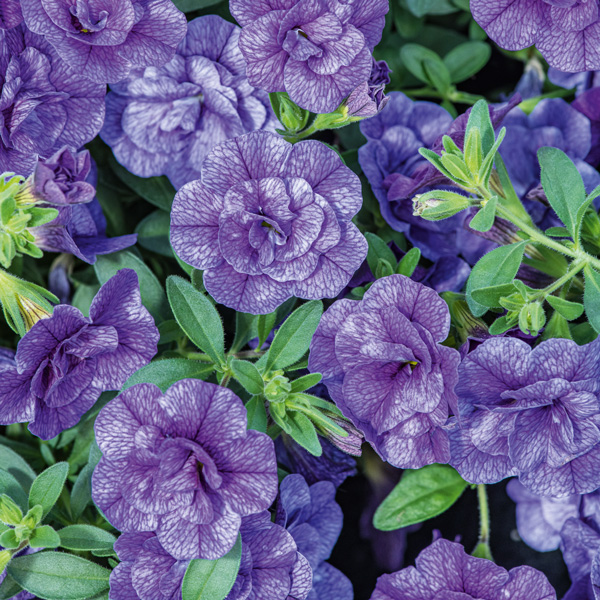 Calibrachoa Can Can Rosies Yellow Calibrachoa Can Can Rosies Yellow