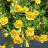 Calibrachoa Can Can Rosies Yellow Calibrachoa Can Can Rosies Yellow