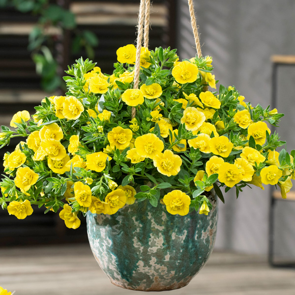 Calibrachoa Can Can Rosies Yellow Calibrachoa Can Can Rosies Yellow