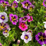 Calibrachoa Tik Tok Triple Mix Lplcalttt - Garden Express Australia