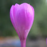 Colchicum Bornmeulleri Colchicum Bornmeulleri