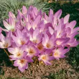 Colchicum Bornmeulleri Colchicum Bornmeulleri