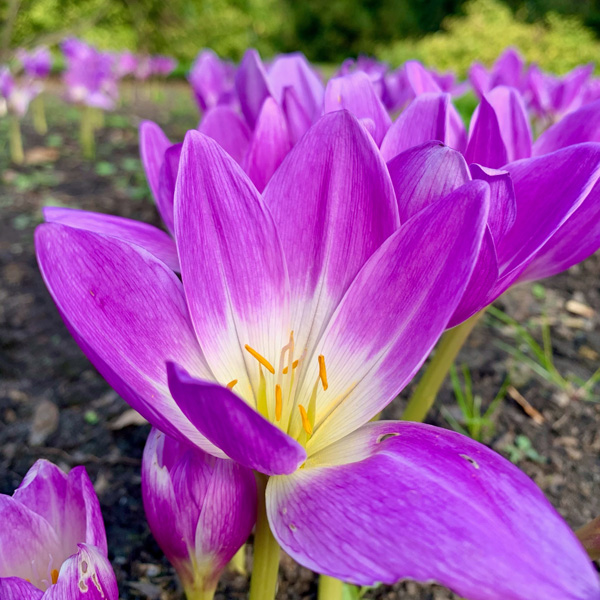 Colchicum Bornmeulleri