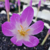 Colchicum Bornmeulleri