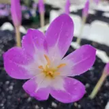 Colchicum Bornmeulleri Colchicum Bornmeulleri