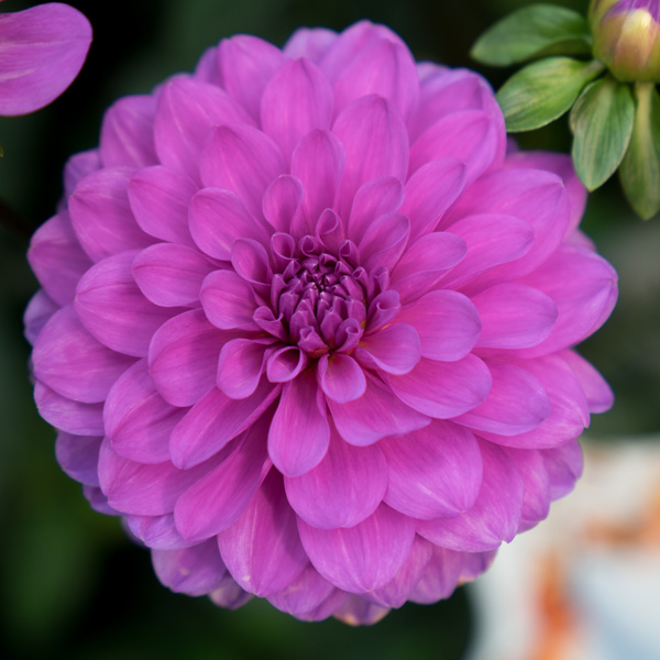 Dahlia Collection Lagoon Blue