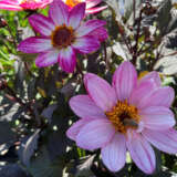 Dahlia Dahlegria Magenta Bicolour P75dahdmb - Garden Express Australia