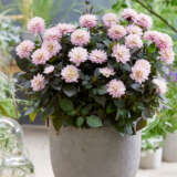 Dahlia Double Dreamy Rose P75dahddr - Garden Express Australia