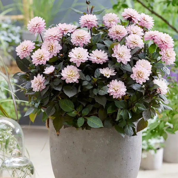 Dahlia Dreamy Double Rose