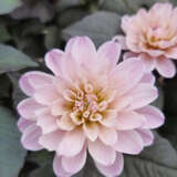 Dahlia Dreamy Double Rose