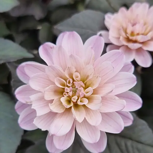 Dahlia Dreamy Double Rose