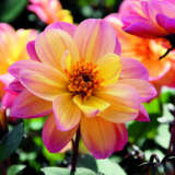 Dahlia Dreamy Fantasy 1 P75dahdfa - Garden Express Australia