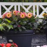 Dahlia Dreamy Fantasy Dahlia Dreamy Fantasy