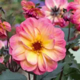 Dahlia Dreamy Fantasy Dahlia Dreamy Fantasy