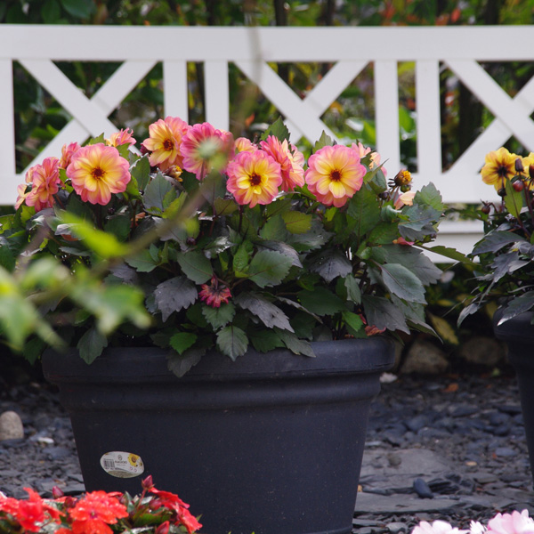 Dahlia Dreamy Fantasy Dahlia Dreamy Fantasy