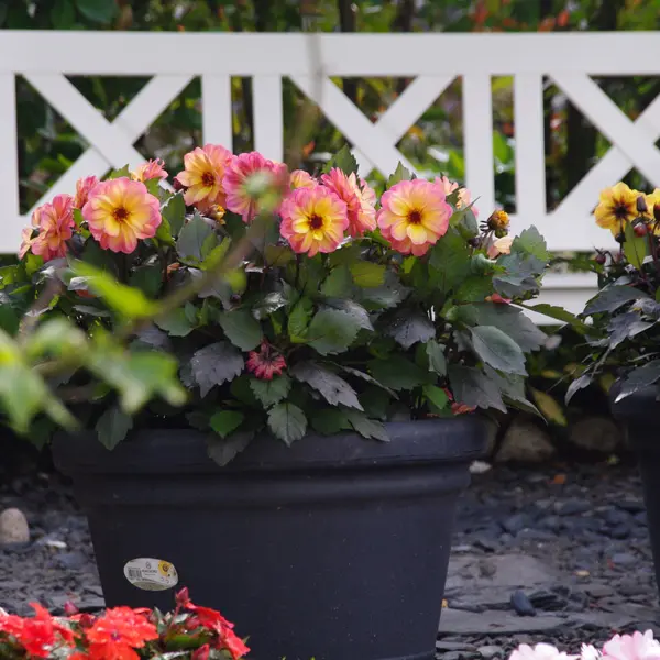 Dahlia Dreamy Fantasy Dahlia Dreamy Fantasy