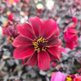 Dahlia Dreamy Hot Chocolate 1 P75dahdhc - Garden Express Australia