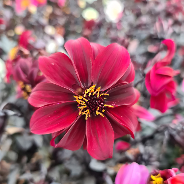 Dahlia Dreamy Hot Chocolate Dahlia Dreamy Hot Chocolate